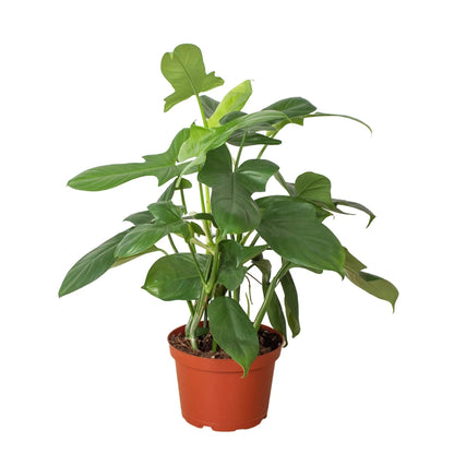 Philodendron 'Silver Sword' Indoor Plant - Mental Houseplants™