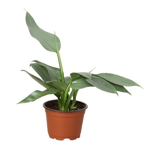 Philodendron 'Silver Sword' Indoor Plant - Mental Houseplants™