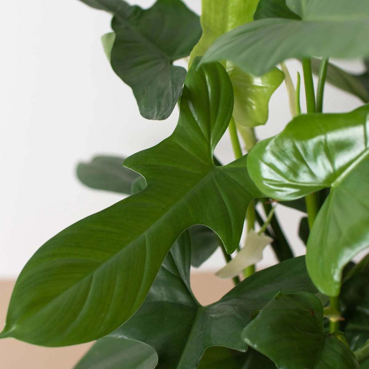 Philodendron 'Silver Sword' Indoor Plant - Mental Houseplants™