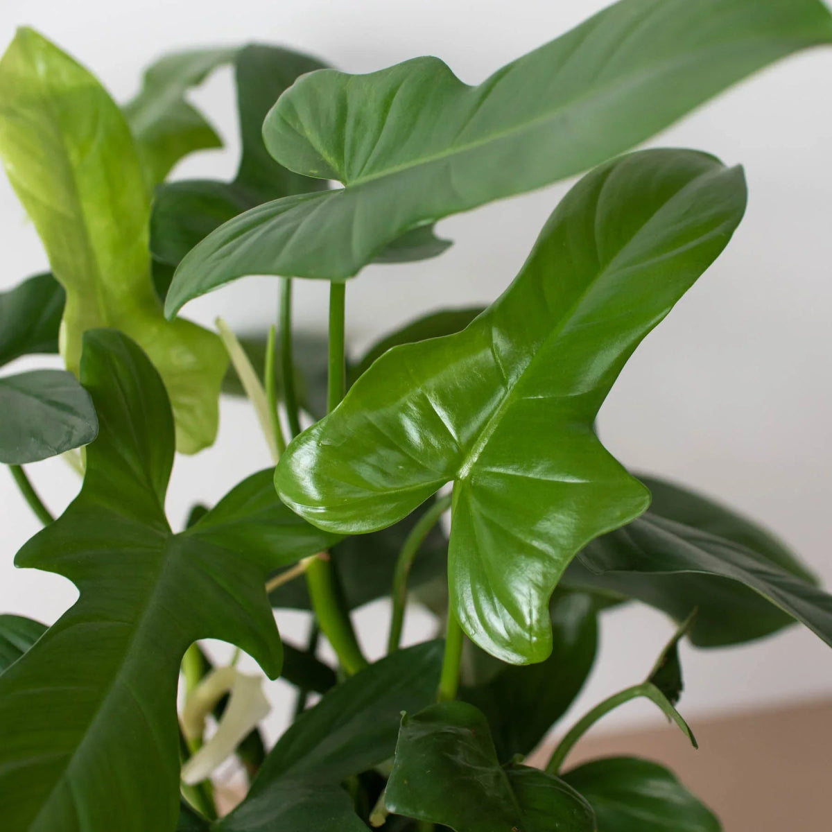 Philodendron 'Silver Sword' Indoor Plant - Mental Houseplants™