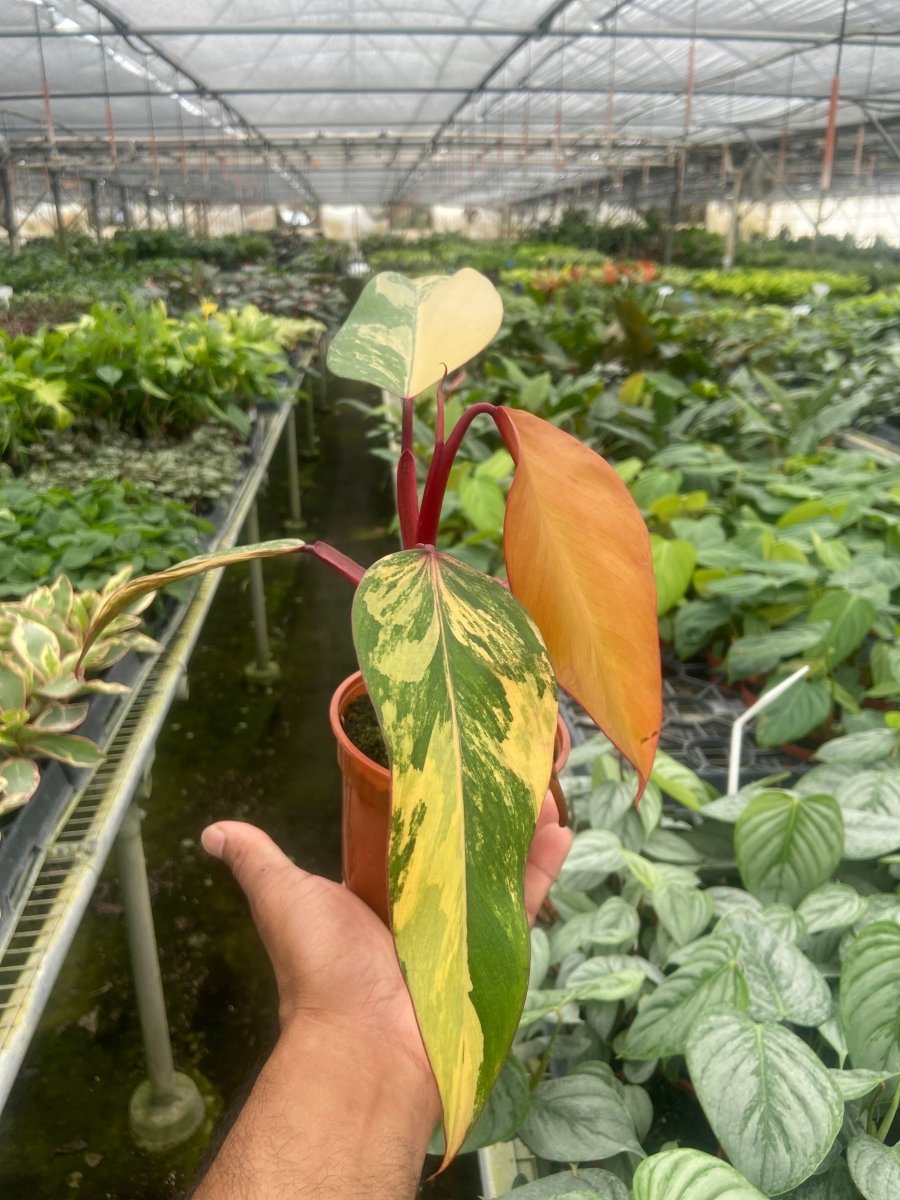 Philodendron 'Strawberry Shake' Indoor Plant - Mental Houseplants™