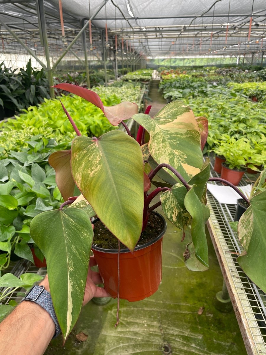 Philodendron 'Strawberry Shake' Indoor Plant - Mental Houseplants™