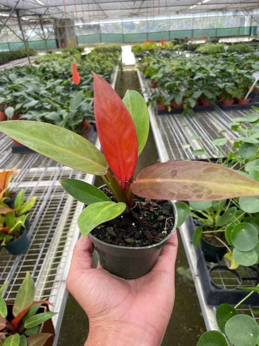 Philodendron 'Sun Red' Indoor Plant - Mental Houseplants™