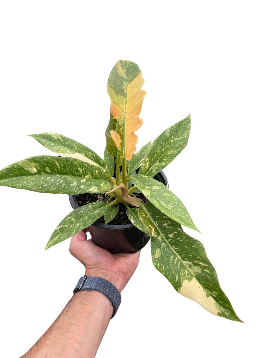 Philodendron 'Variegated Ring of Fire' Indoor Plant - Mental Houseplants™