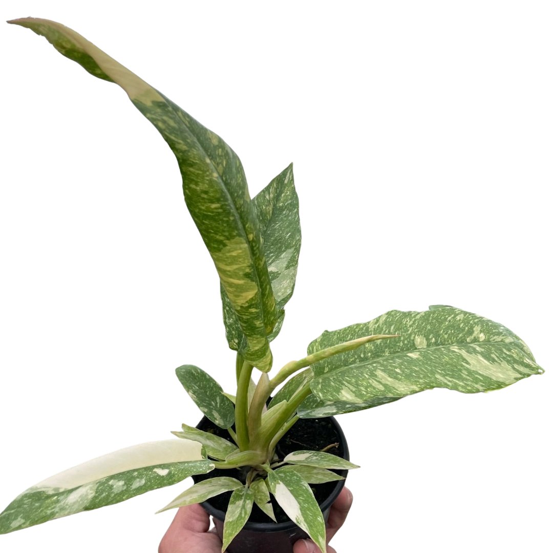 Philodendron 'Variegated Ring of Fire' Indoor Plant - Mental Houseplants™