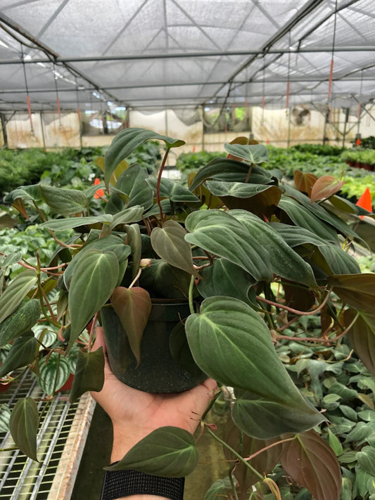 Philodendron 'Velvet' Indoor Plant - Mental Houseplants™