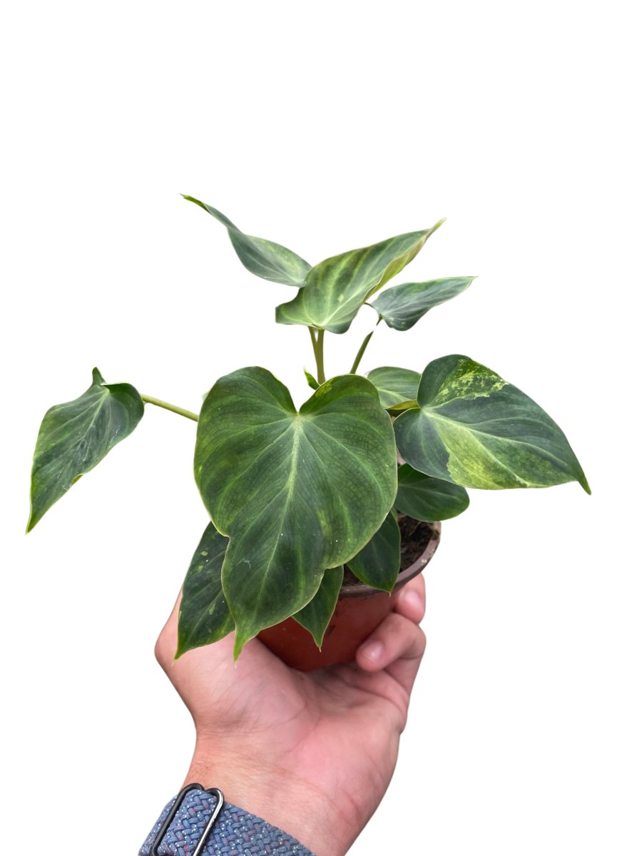 Philodendron 'Verrucosum' Indoor Plant - Mental Houseplants™