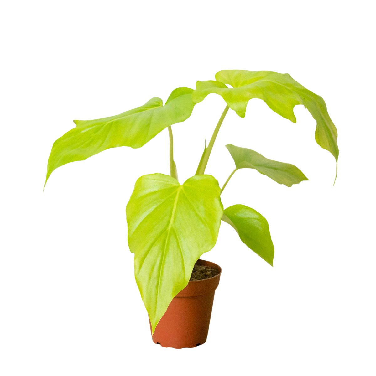 Philodendron 'Warscewiczii' Indoor Plant - Mental Houseplants™