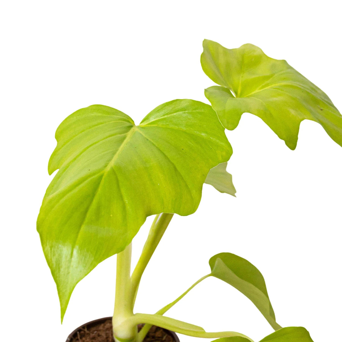 Philodendron 'Warscewiczii' Indoor Plant - Mental Houseplants™