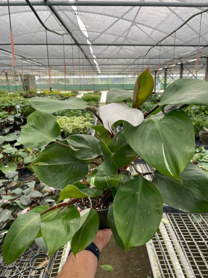 Philodendron 'White Knight' Indoor Plant - Mental Houseplants™