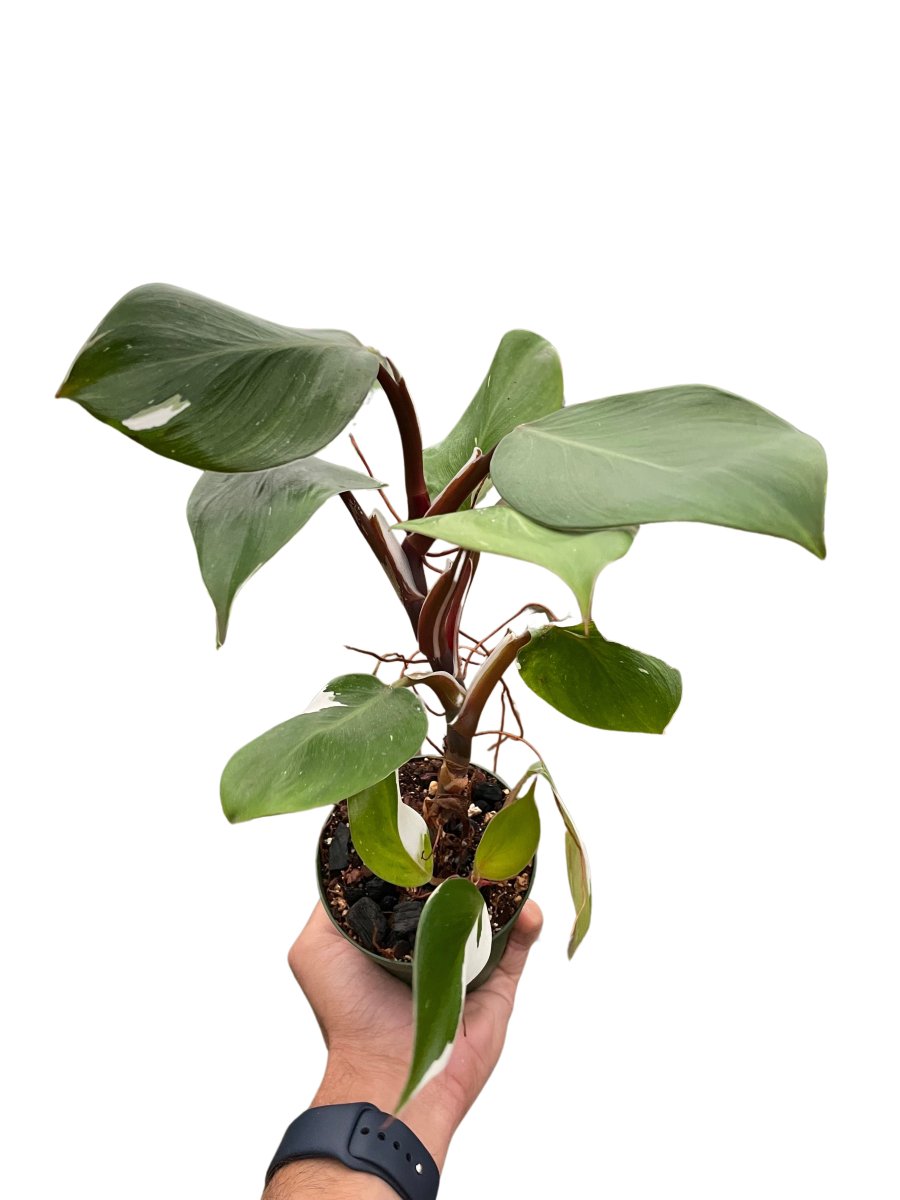 Philodendron 'White Knight' Indoor Plant - Mental Houseplants™