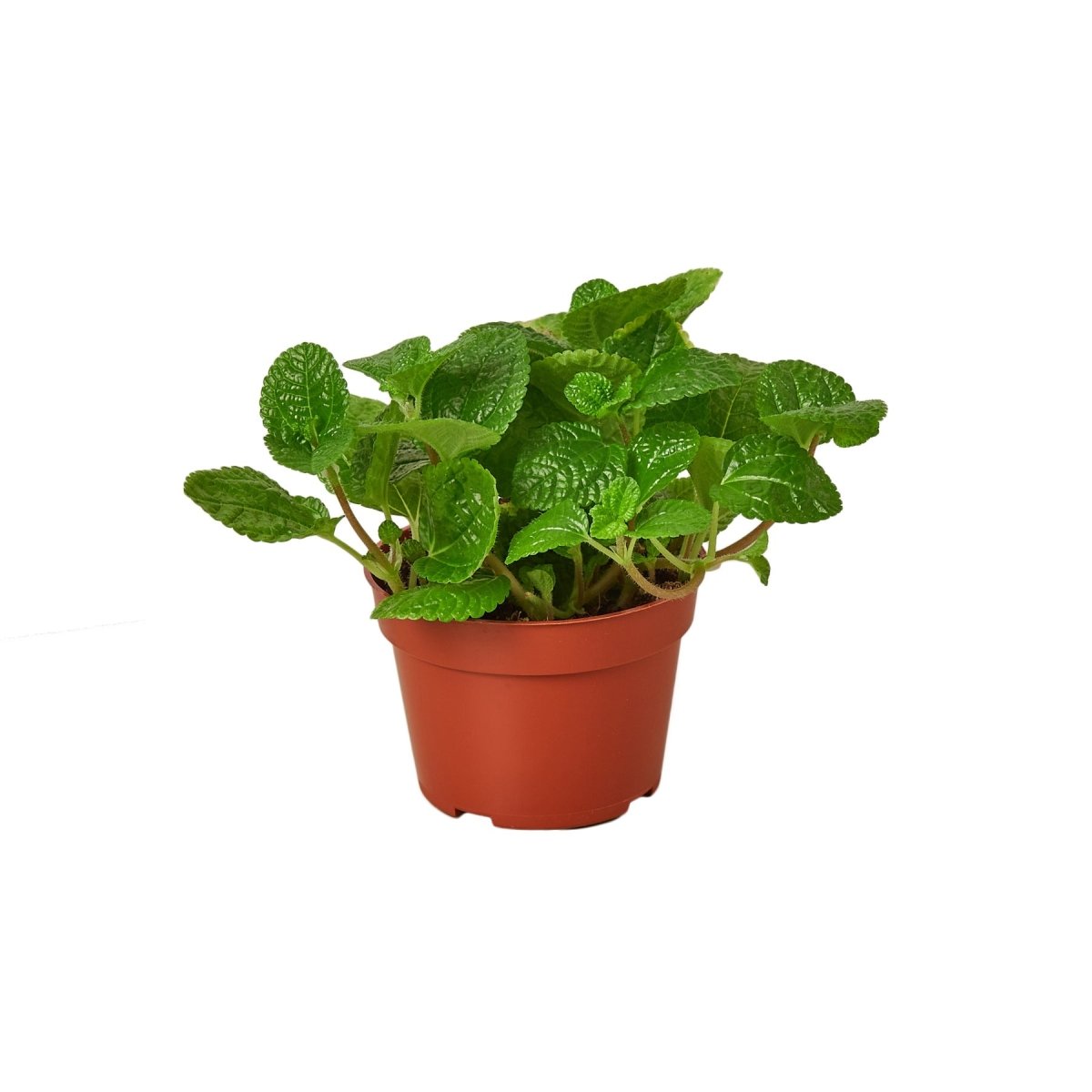 Pilea 'Crinkle' Indoor Plant - Mental Houseplants™