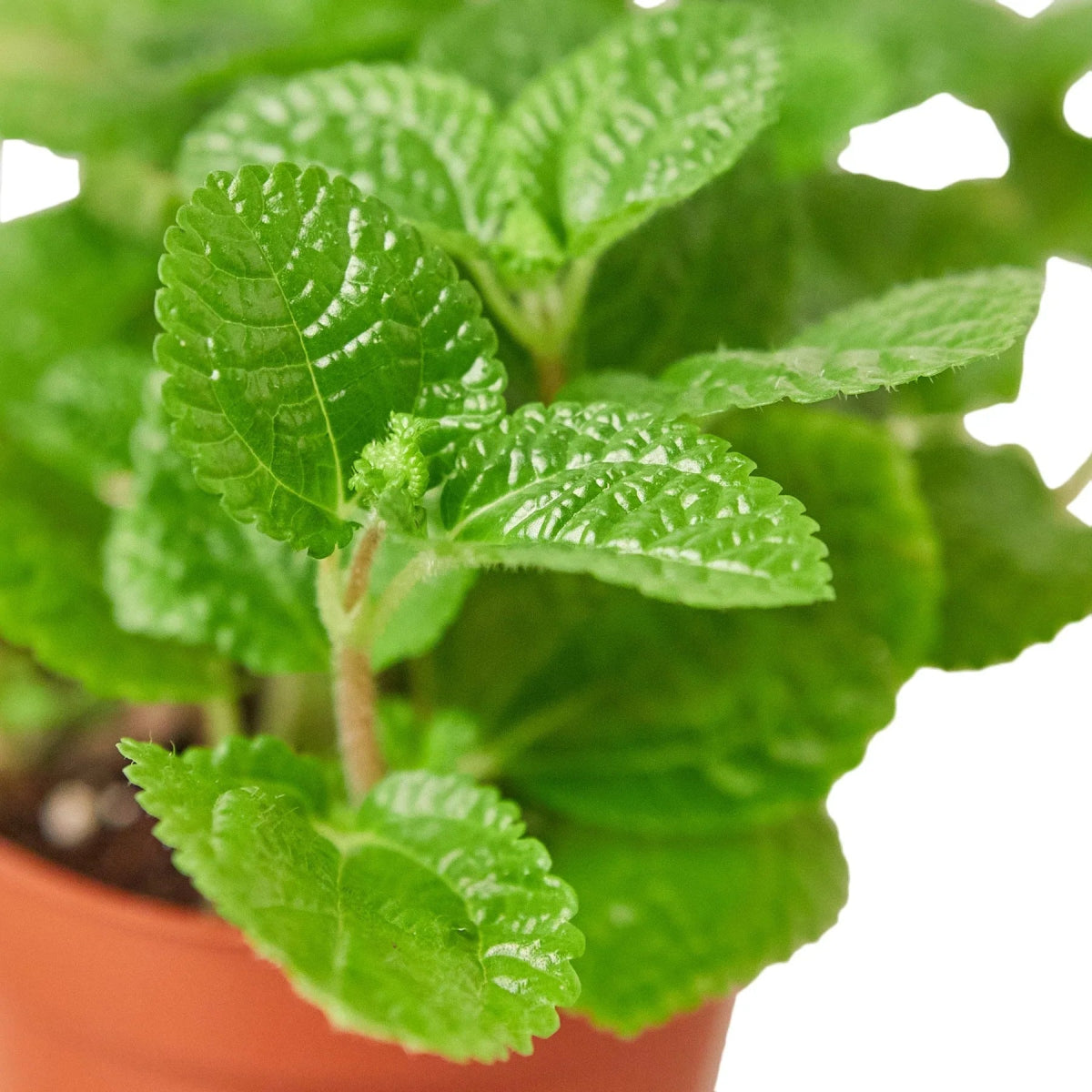 Pilea 'Crinkle' Indoor Plant - Mental Houseplants™