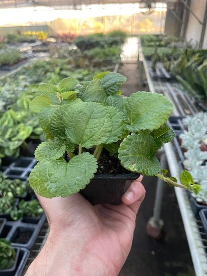 Pilea 'Crinkle' Indoor Plant - Mental Houseplants™