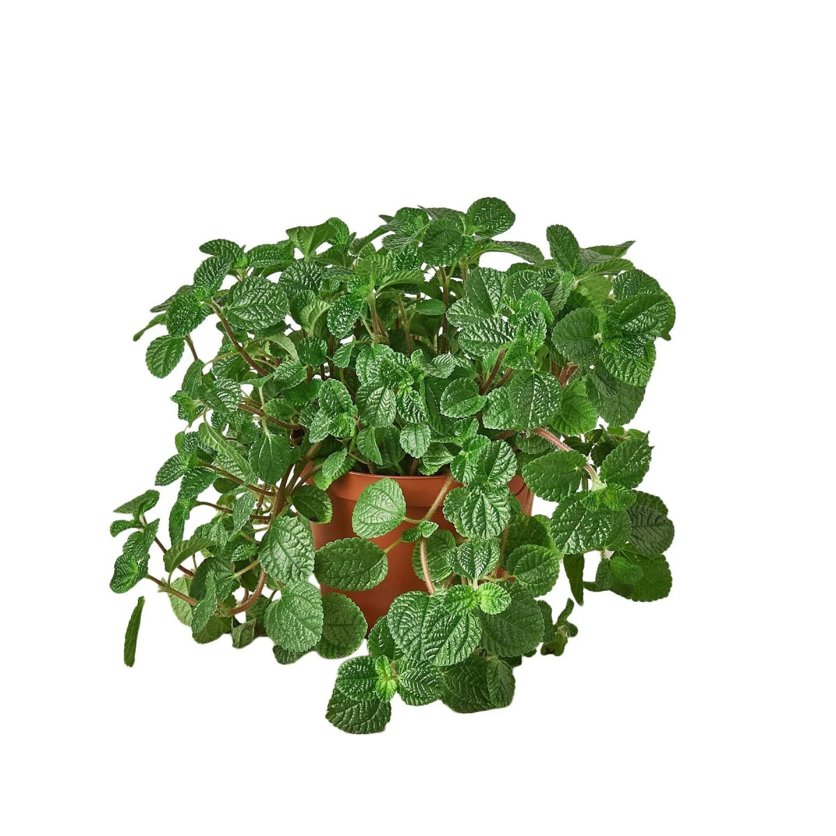 Pilea 'Crinkle' Indoor Plant - Mental Houseplants™