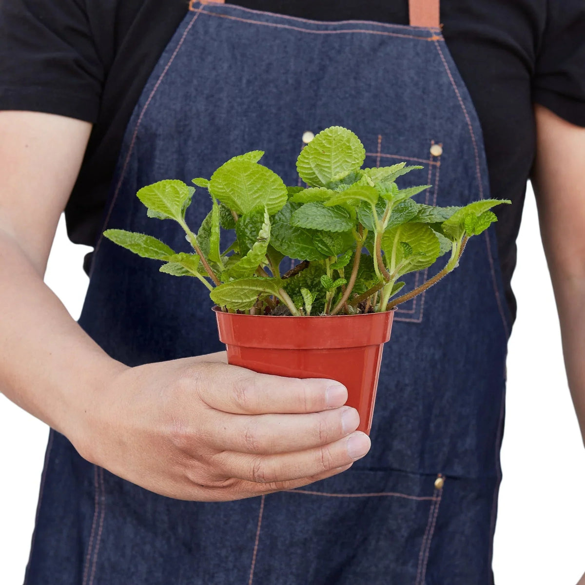 Pilea 'Crinkle' Indoor Plant - Mental Houseplants™