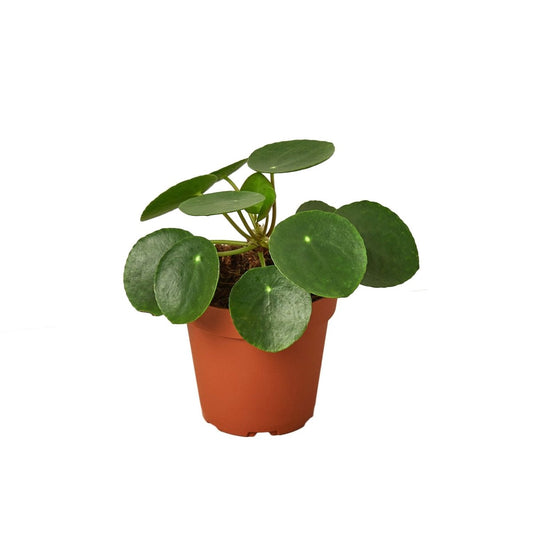 Pilea 'Money' Indoor Plant - Mental Houseplants™