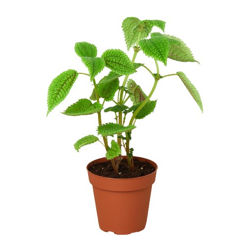 Pilea 'Moon Valley' Indoor Plant - Mental Houseplants™