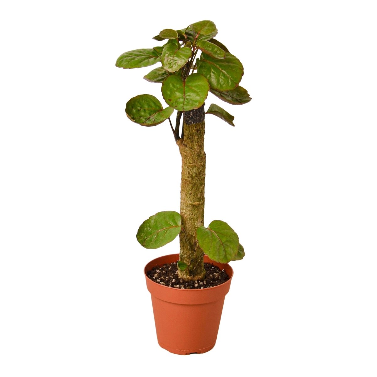 Polyscias 'Fabian Stump' Indoor Plant - Mental Houseplants™