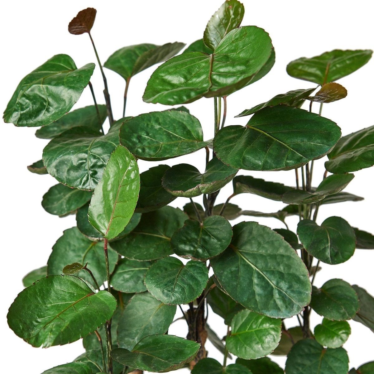 Polyscias 'Fabian Stump' Indoor Plant - Mental Houseplants™