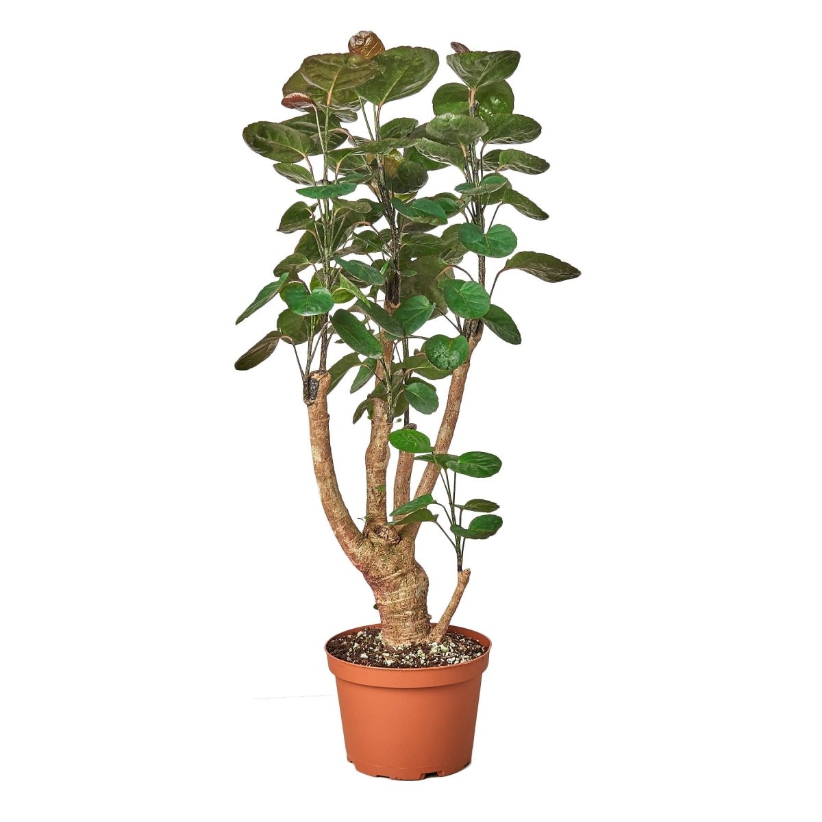 Polyscias 'Fabian Stump' Indoor Plant - Mental Houseplants™