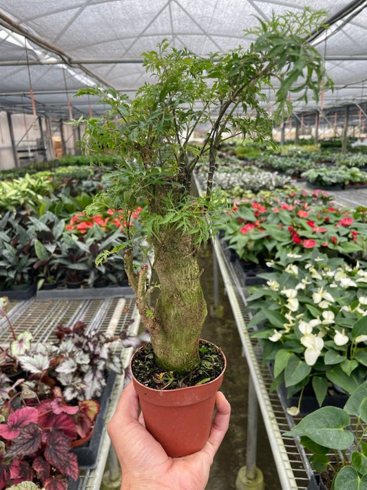 Polyscias 'Ming Stump' Indoor Plant - Mental Houseplants™