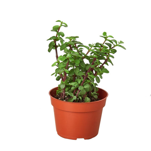 Portulacaria 'Elephant Bush' Indoor Plant - Mental Houseplants™