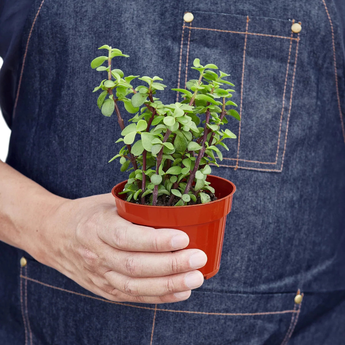 Portulacaria 'Elephant Bush' Indoor Plant - Mental Houseplants™