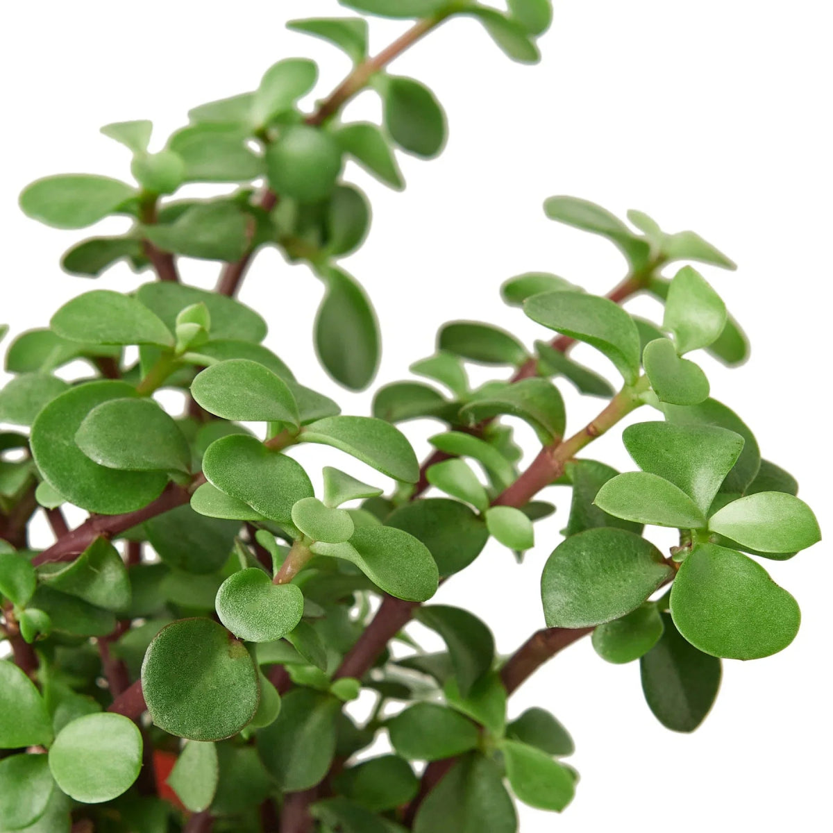 Portulacaria 'Elephant Bush' Indoor Plant - Mental Houseplants™