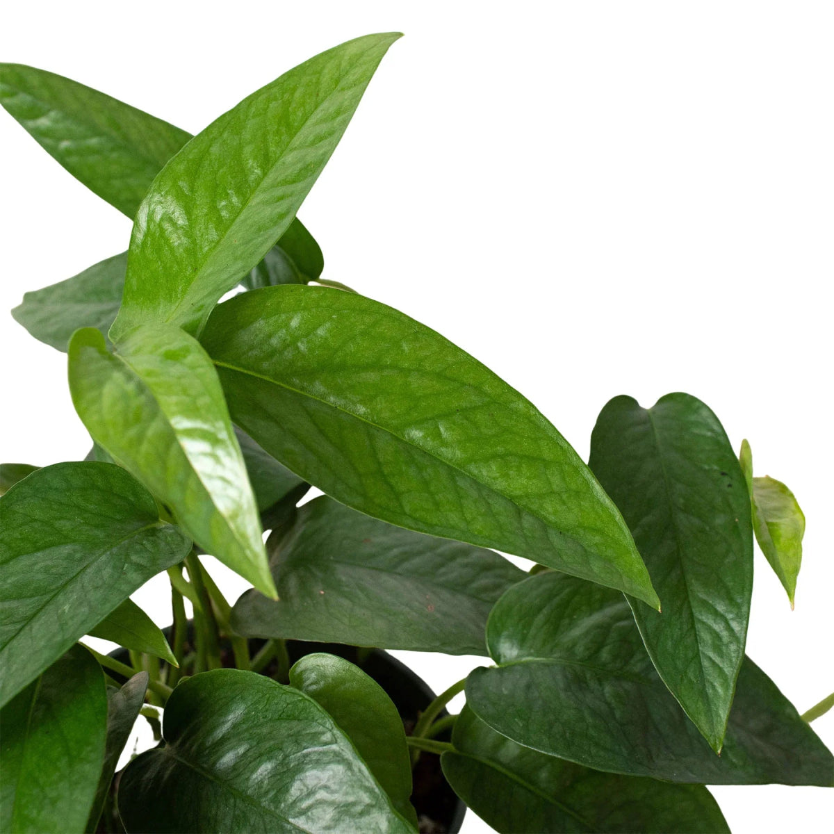 Pothos 'Cebu Blue' Indoor Plant - Mental Houseplants™