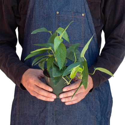 Pothos 'Cebu Blue' Indoor Plant - Mental Houseplants™