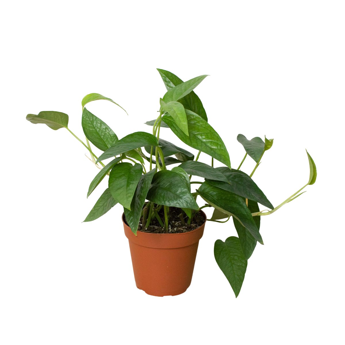 Pothos 'Cebu Blue' Indoor Plant - Mental Houseplants™