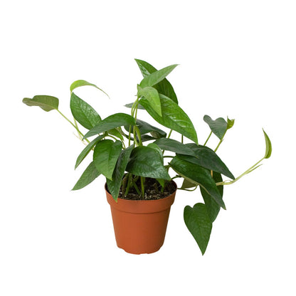 Pothos 'Cebu Blue' Indoor Plant - Mental Houseplants™