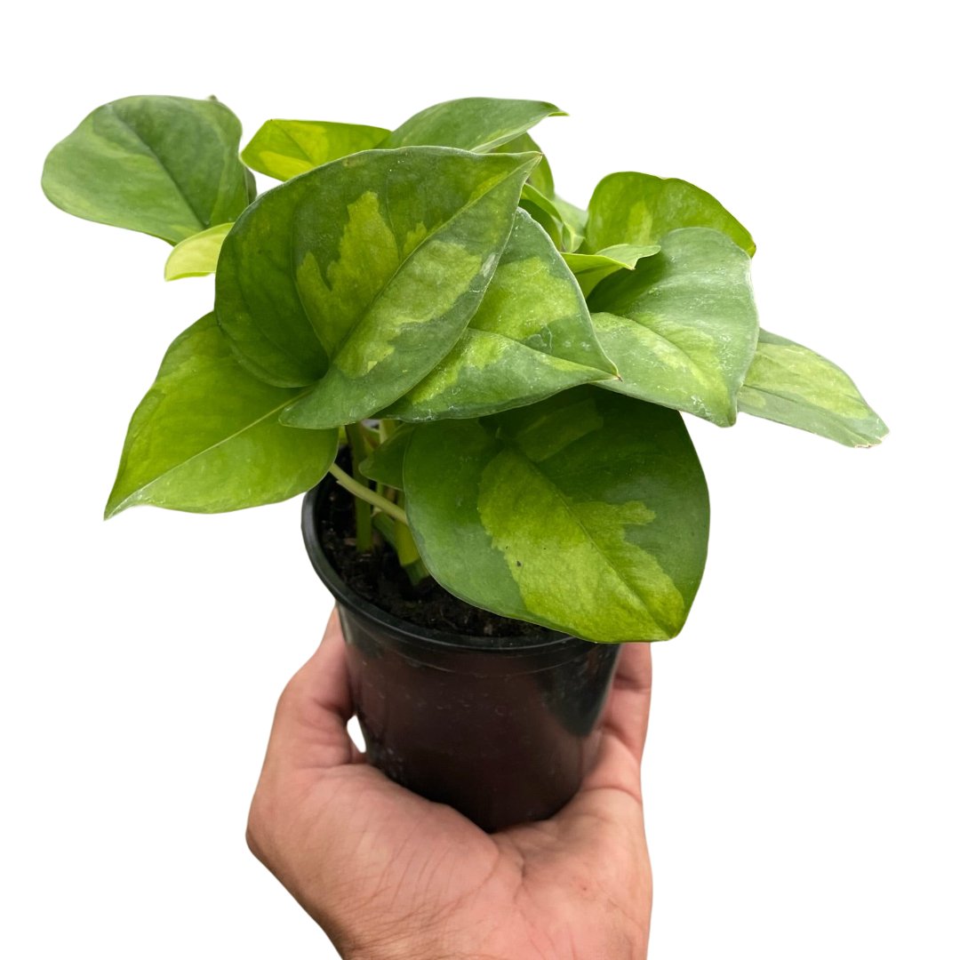 Pothos 'Global Green' Indoor Plant - Mental Houseplants™