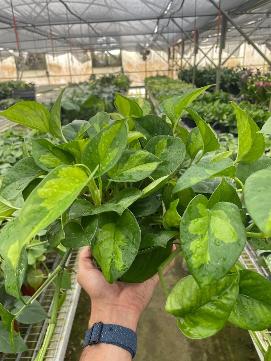 Pothos 'Global Green' Indoor Plant - Mental Houseplants™