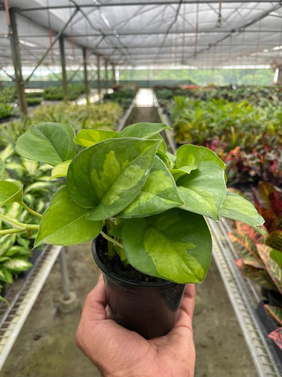 Pothos 'Global Green' Indoor Plant - Mental Houseplants™