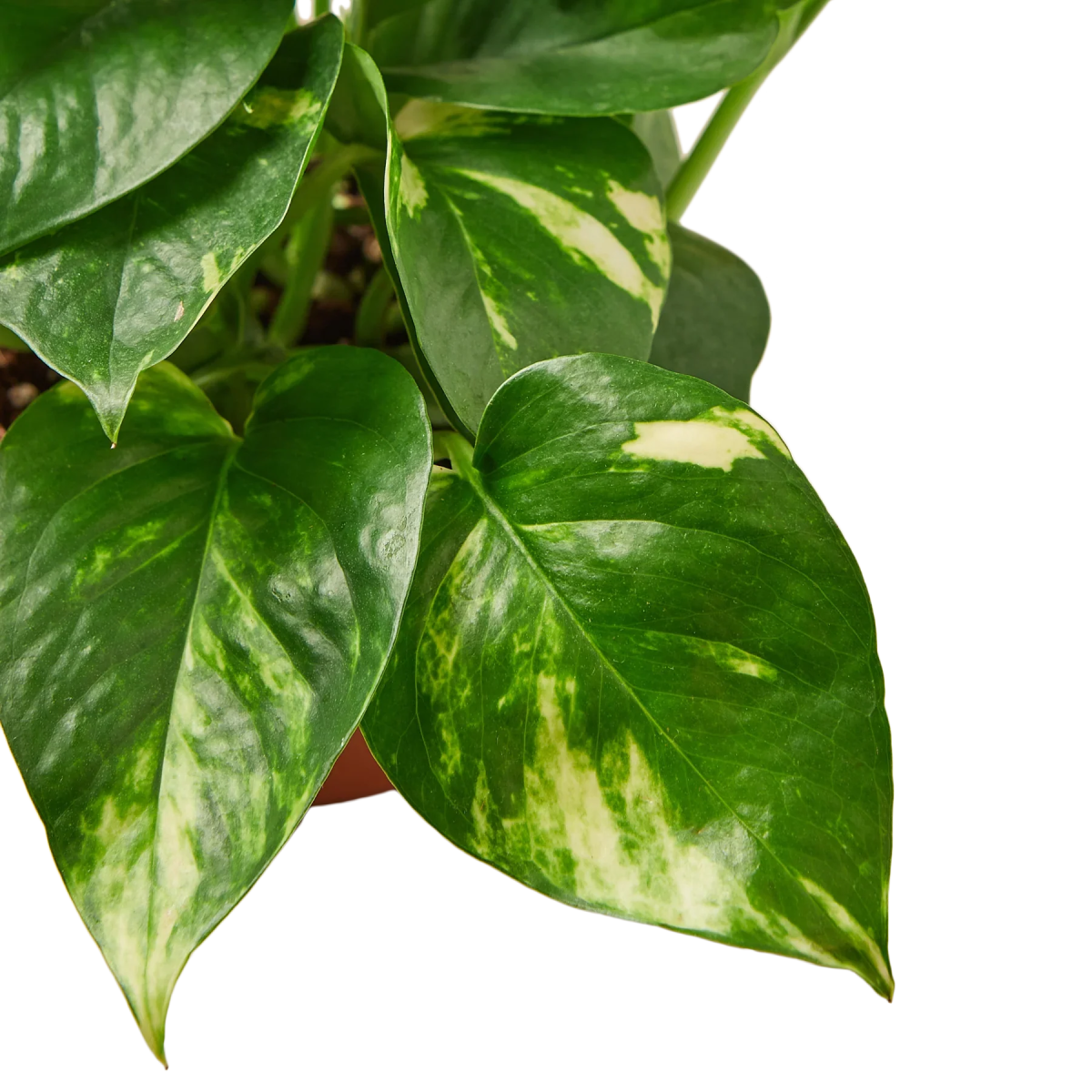 Pothos 'Golden' Indoor Plant - Mental Houseplants™