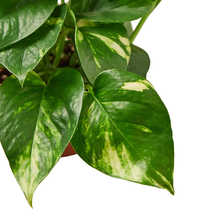 Pothos 'Golden' Indoor Plant - Mental Houseplants™