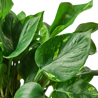 Pothos 'Golden' Indoor Plant - Mental Houseplants™