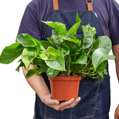 Pothos 'Golden' Indoor Plant - Mental Houseplants™