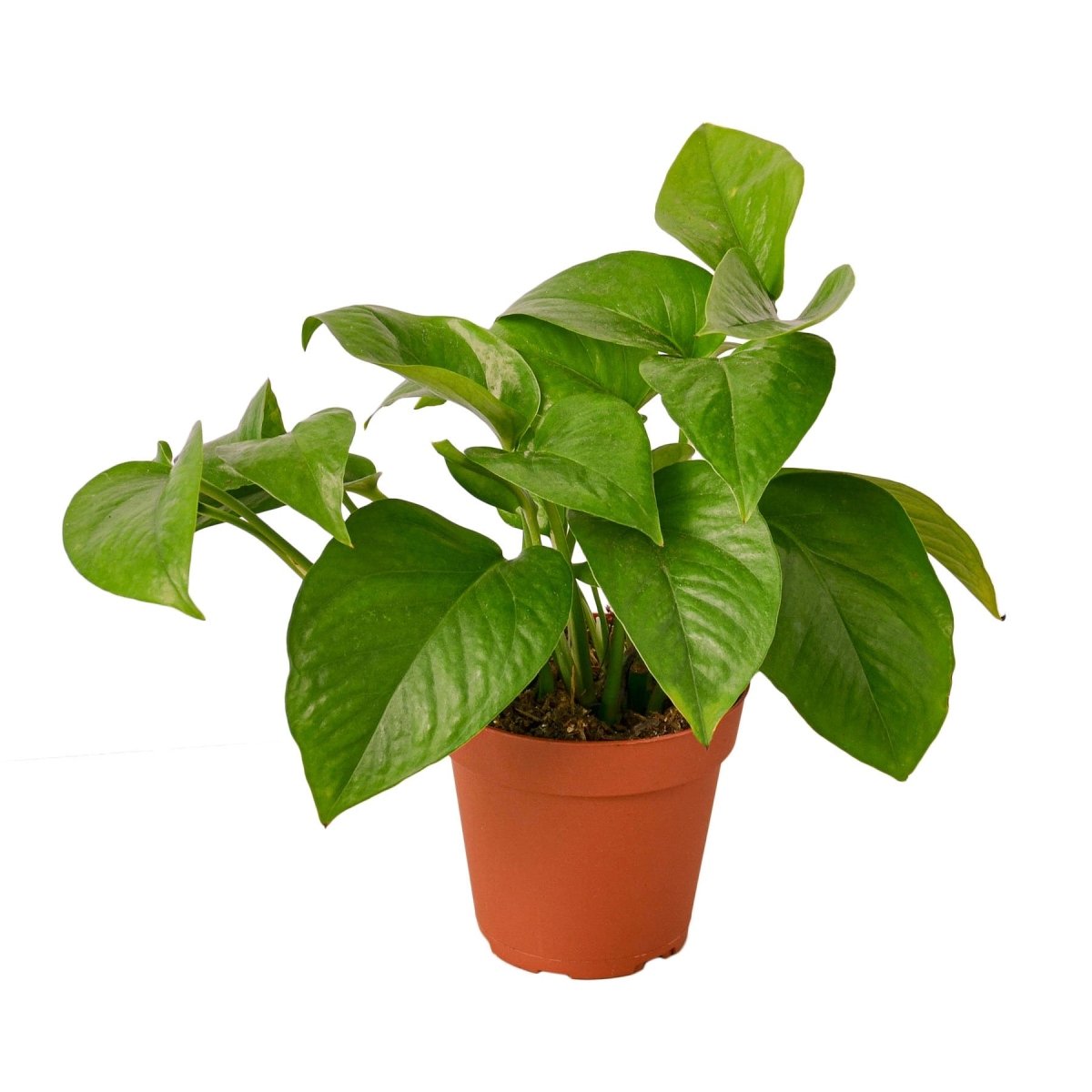 Pothos 'Green Queen' Indoor Plant - Mental Houseplants™