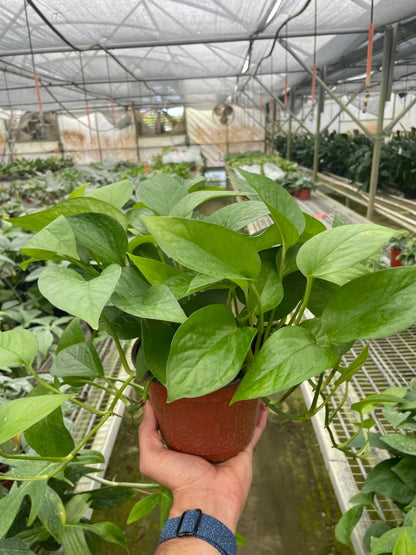 Pothos 'Green Queen' Indoor Plant - Mental Houseplants™