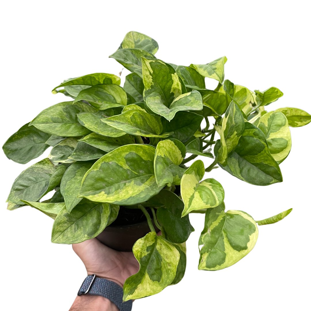 Pothos 'Lemon Meringue' Indoor Plant - Mental Houseplants™