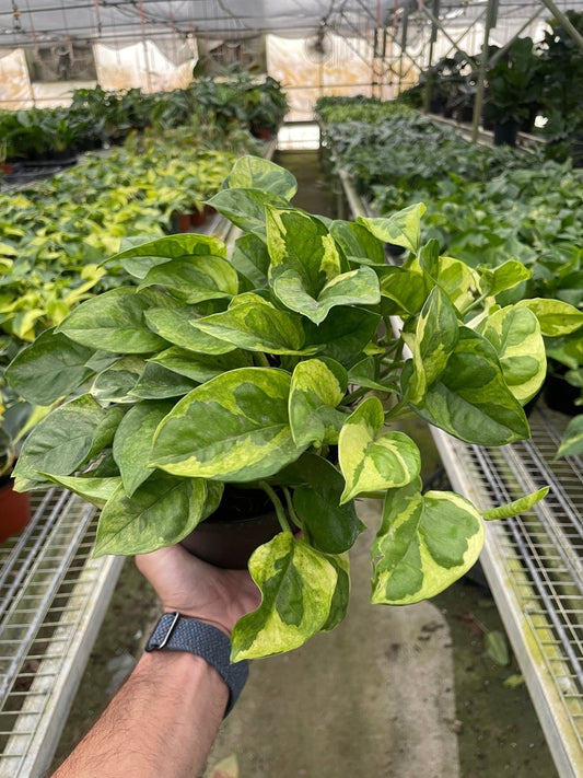 Pothos 'Lemon Meringue' Indoor Plant - Mental Houseplants™
