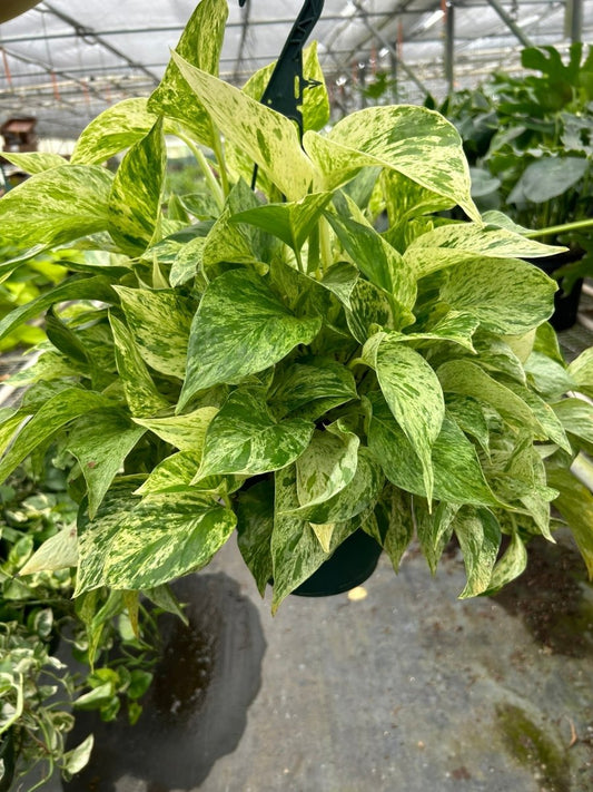 Pothos 'Marble Queen' Indoor Plant - Mental Houseplants™