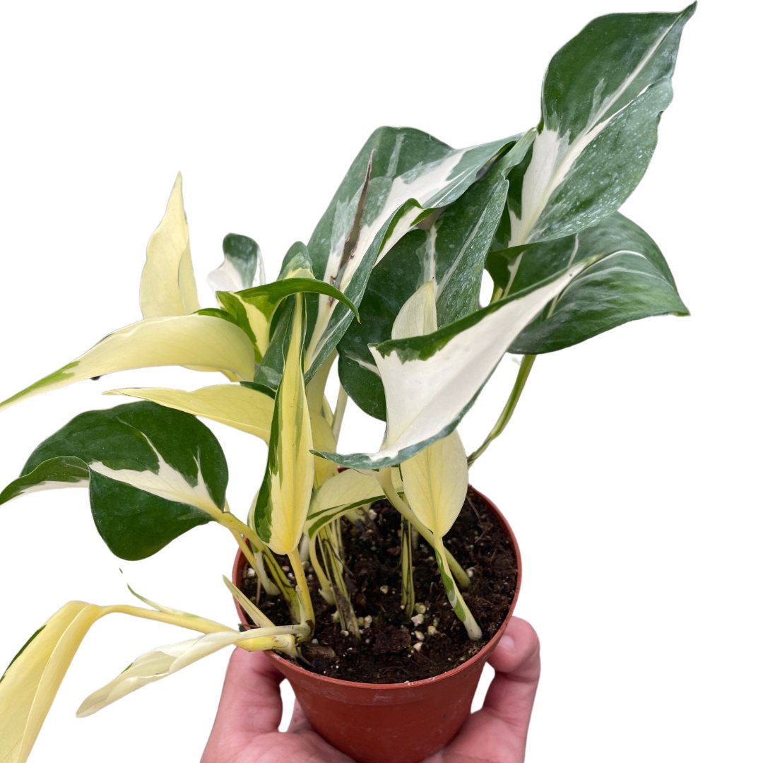 Pothos 'Mutant Manjula' Indoor Plant - Mental Houseplants™