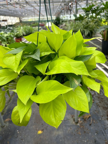 Pothos 'Neon' Indoor Plant - Mental Houseplants™