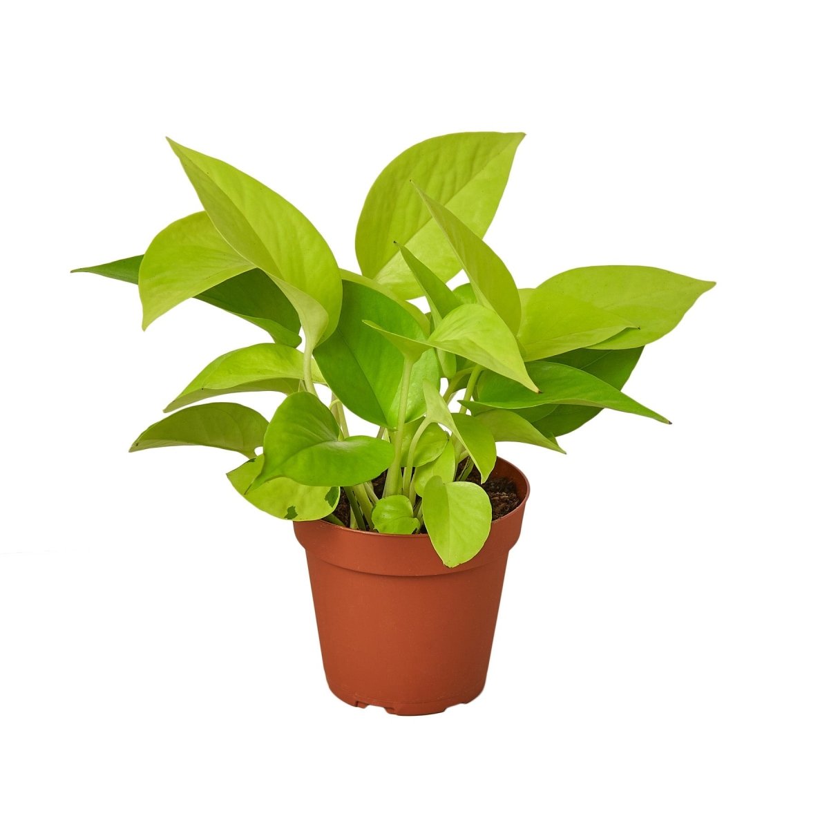 Pothos 'Neon' Indoor Plant - Mental Houseplants™