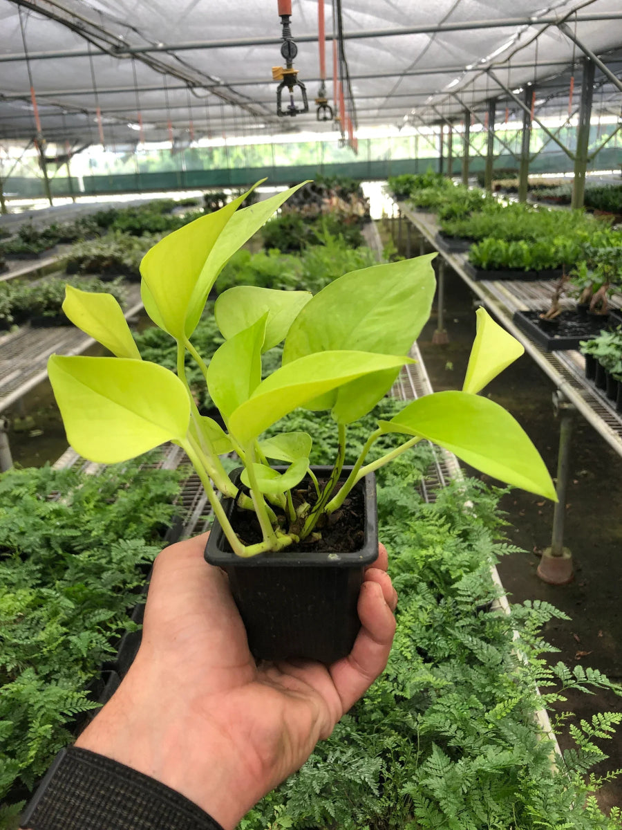 Pothos 'Neon' Indoor Plant - Mental Houseplants™