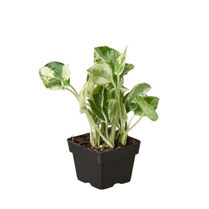 Pothos 'N'joy' Indoor Plant - Mental Houseplants™